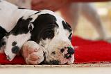 DOGUE ALLEMAND 217